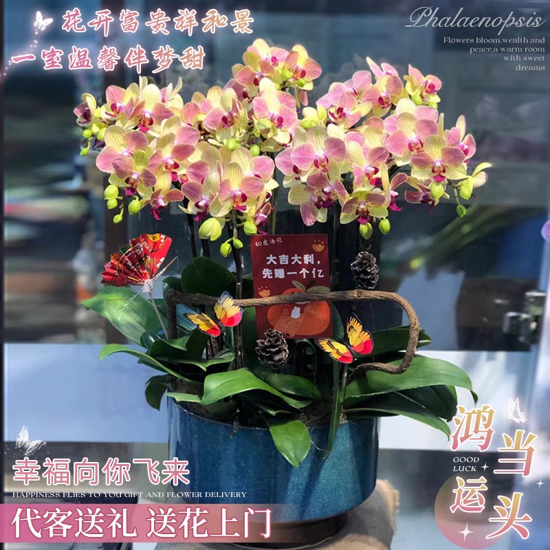 高端蝴蝶兰盆栽鲜花速递开业乔迁生日花束北京上海广州同城配送
