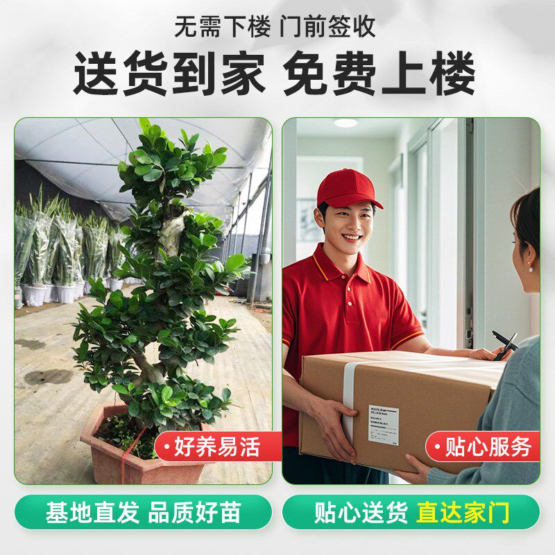 8字榕造型金钱榕树发财树客厅老桩吸甲醛大型绿植盆栽招财办公室