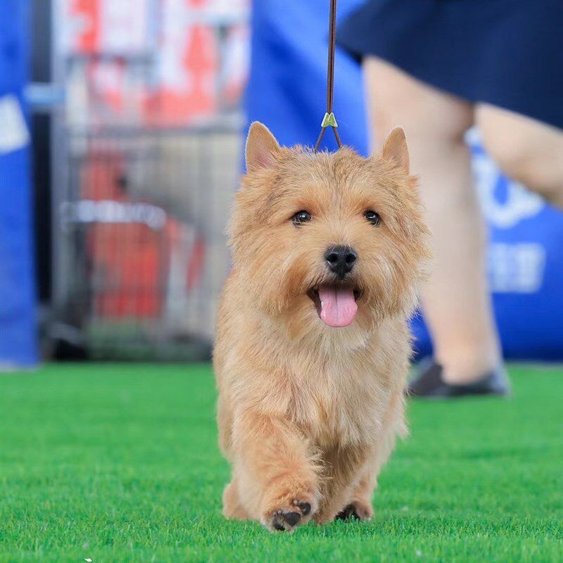 黑色赛级犬遛狗绳牵引绳夹带夹绳梗犬专业犬展比赛绳新款训练绳