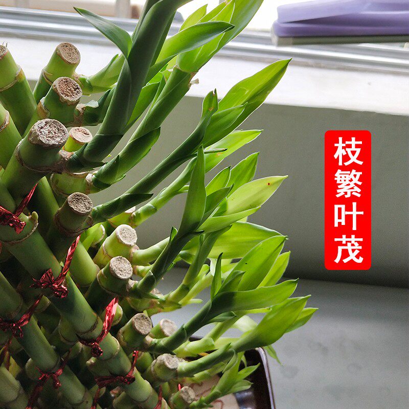 水养金字塔型富贵竹室内水培植物盆栽带根客厅办公室招财开运绿植
