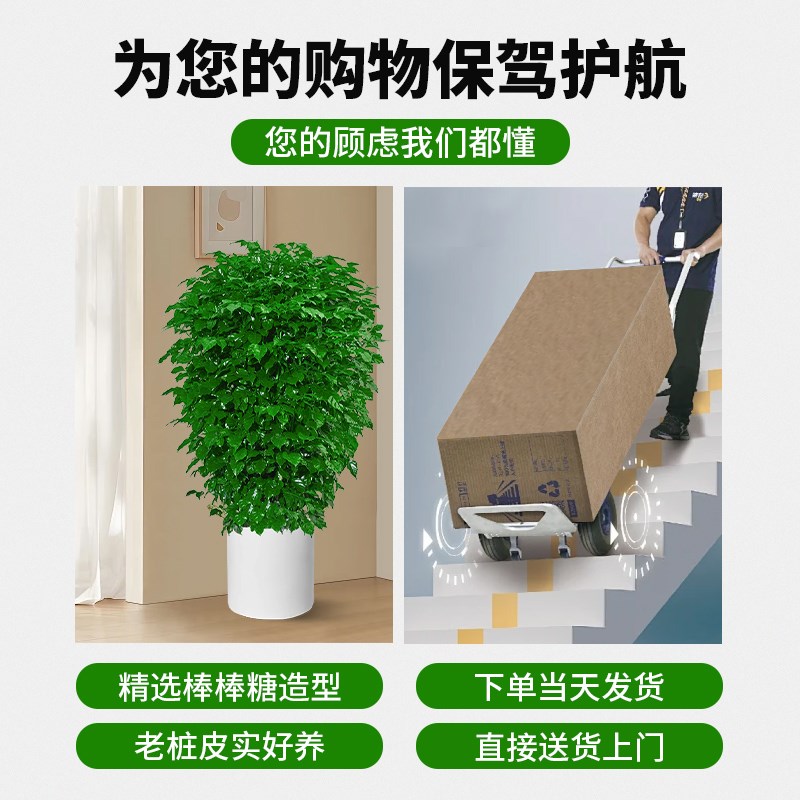 幸福树客厅大盆栽室内好养花卉盆景绿植办公室吸甲醛四季常青植物