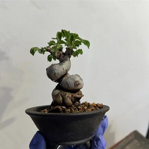 【薇园精选】小叶榆树盆景老桩矮霸盆栽榔榆造型麻郎榆庄绿植茶台