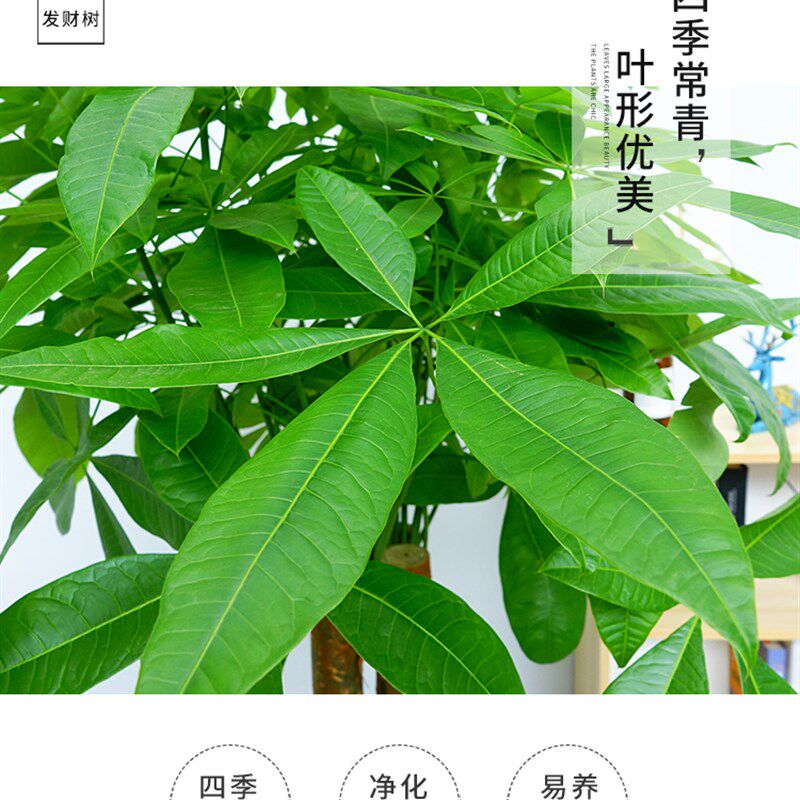 长沙步步高发财树招财树盆栽大型绿植室内客厅办公室开业乔迁植物
