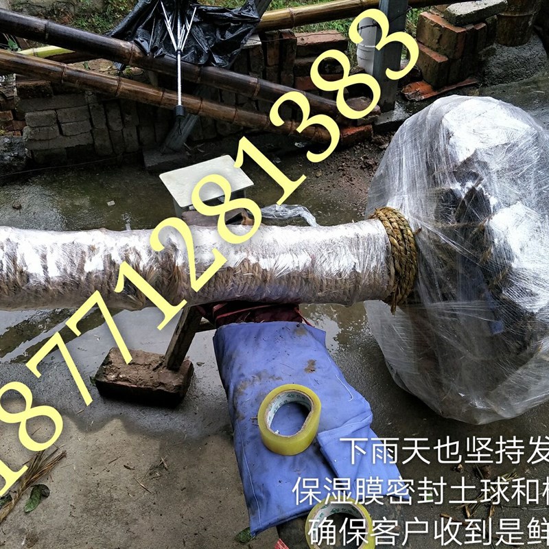 浓香型状元红大型桂花树苗大树八月桂四季桂金桂朱砂桂丹桂盆栽
