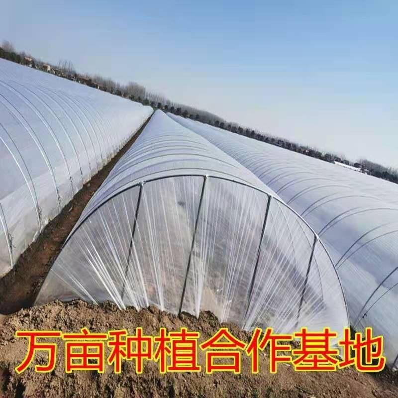 农用大棚聚乙烯全新料塑料白膜小供棚育苗防风保温蔬菜农资大棚膜
