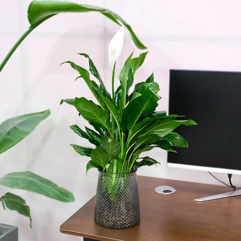 红掌白掌四季常绿室内盆栽小清新室内绿植盆栽四季常绿观叶植物懒