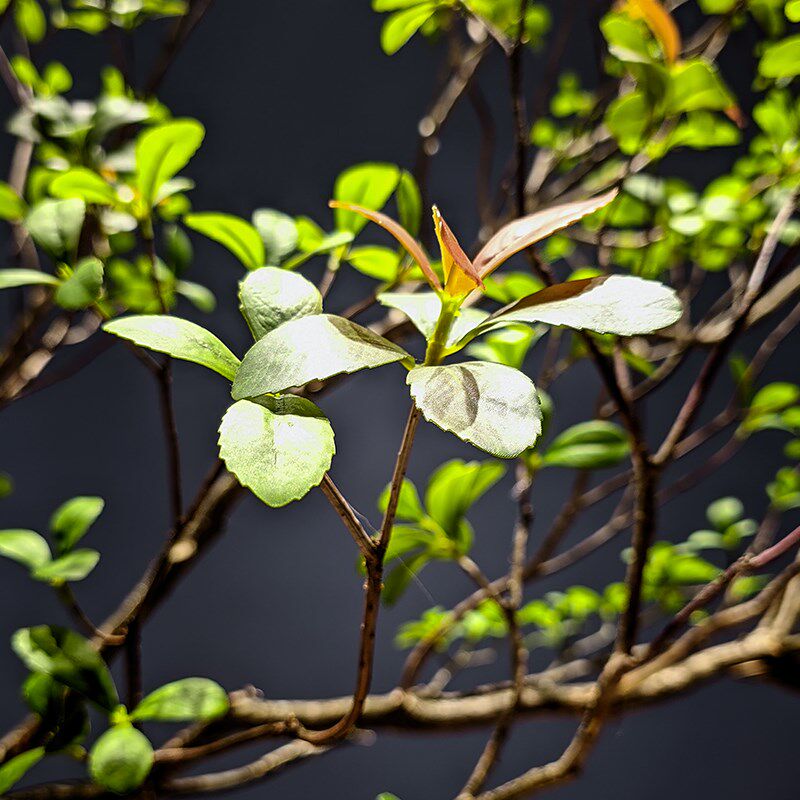 精品海岛春花仿真绿植室内装饰造景落地摆件简约植物中式茶室景观