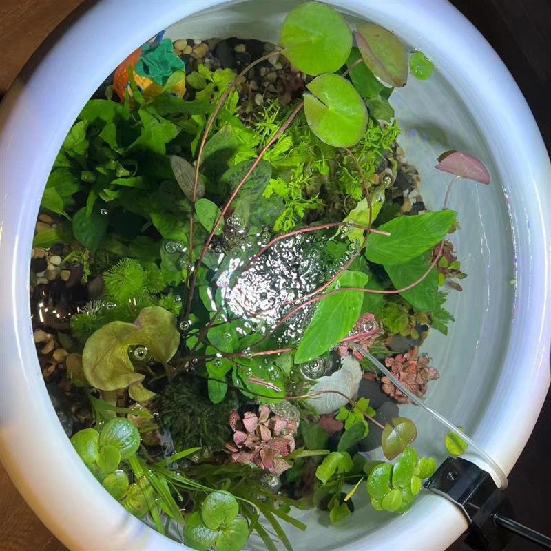 古法缸水族支架灯座led植物灯鱼缸灯瓦缸水缸花盆陶缸爆藻灯夹子
