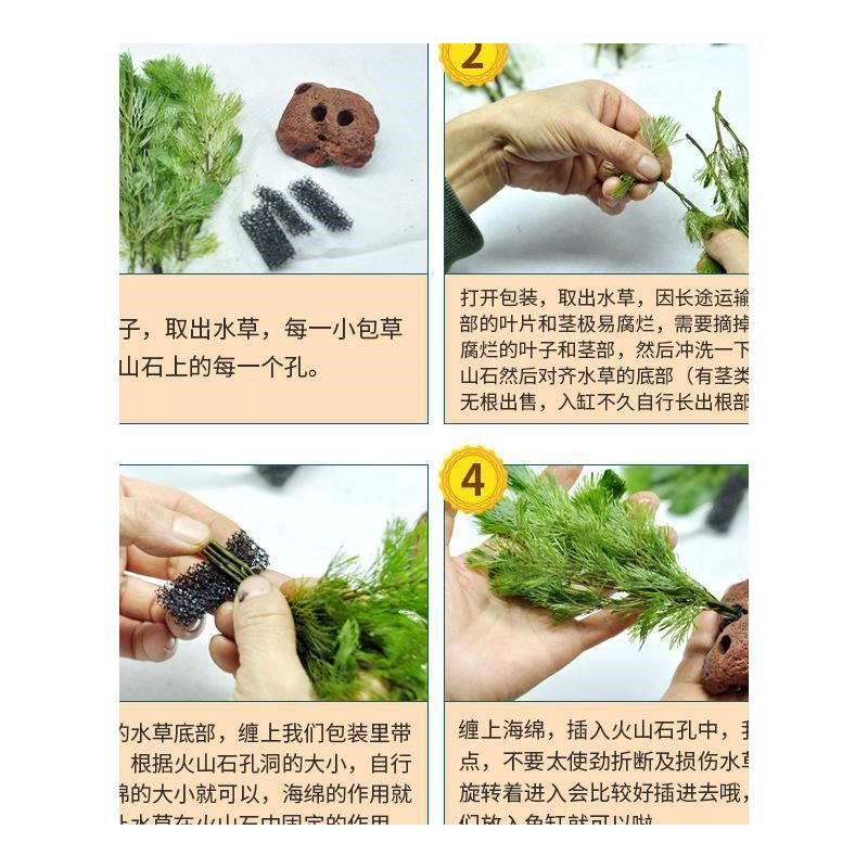 蜈蚣草火山石水草水榕鱼缸装饰造景观摆件躲避屋底砂海草真草植物