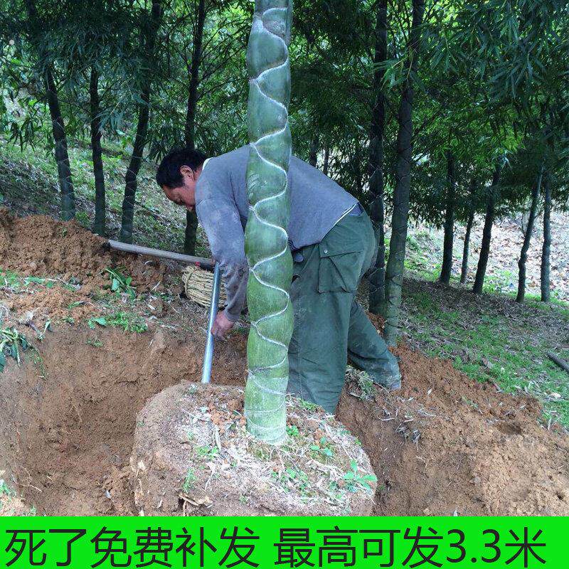 龟甲竹盆景龟背竹竹苗庭院工程苗龙鳞竹乌龟竹盆栽绿化苗高档观赏