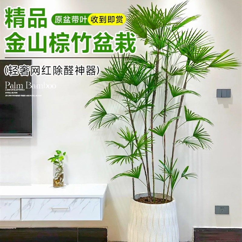 金山棕竹盆栽大型室内植物客厅电视柜旁绿植好养易活盆栽盆景花卉