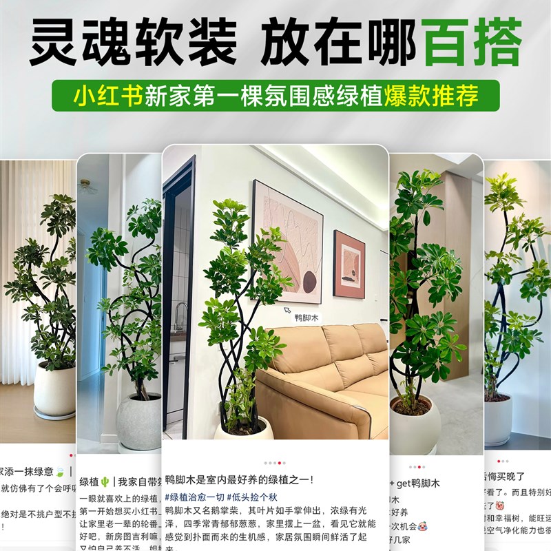 鸭脚木客厅落地式高级感大盆栽植物大绿植鹅掌柴造型款八方来财植
