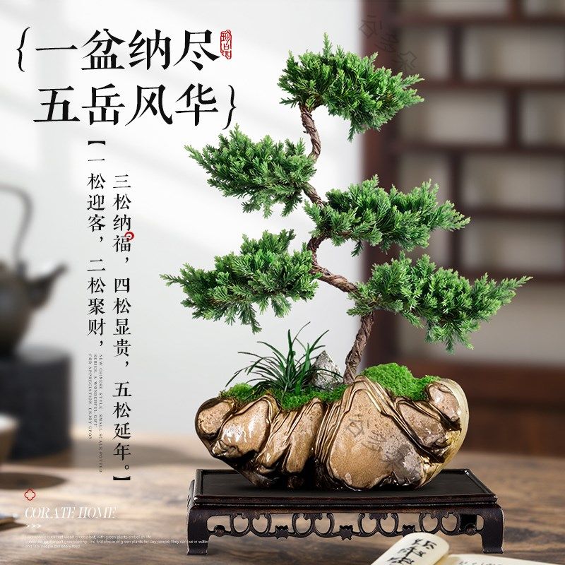 迎客松五层塔松罗汉松真树盆景摆件室内客厅桌面绿植盆栽老桩树苗