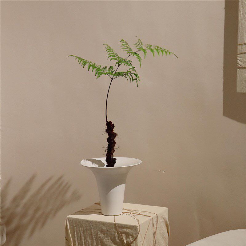 苏太植物 龙骨蕨盆景蕨类盆栽 室内茶室好养治愈系植物 喜湿绿植