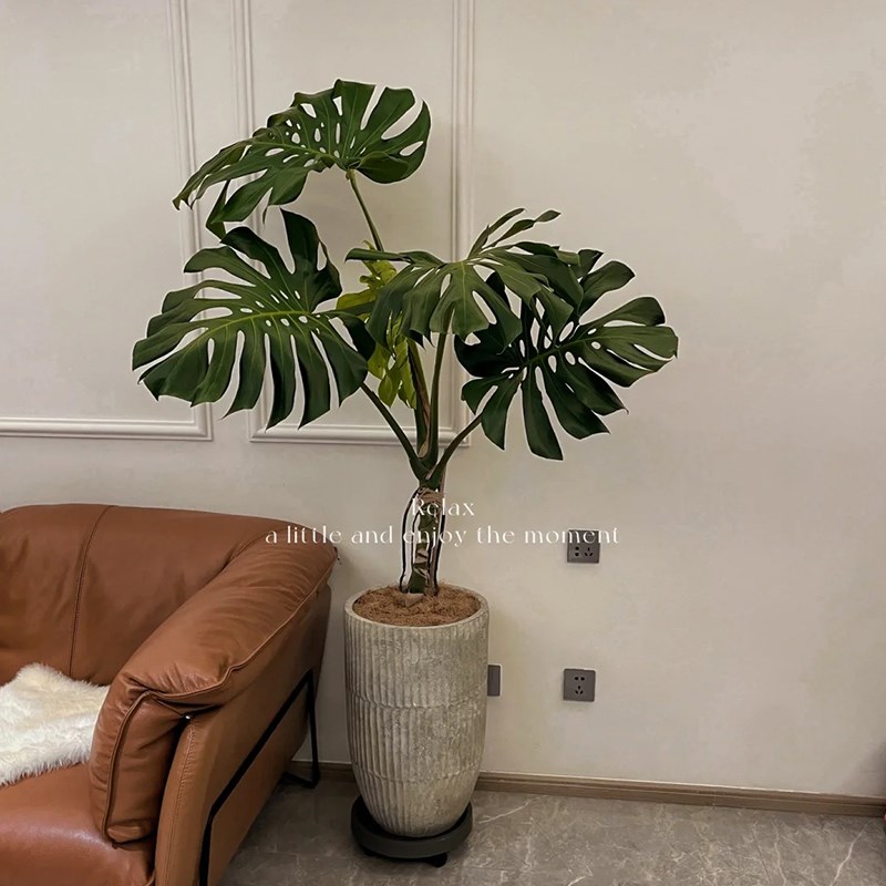 老桩龟背竹盆栽室内客厅绿植网红造型大型植物办公室净化空气好养