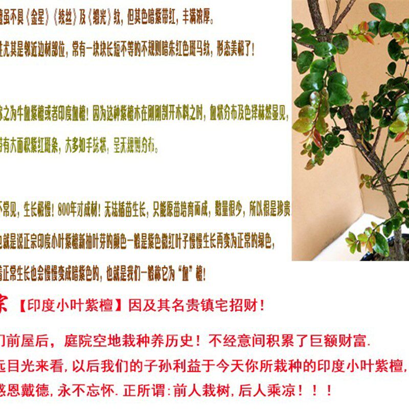 正宗 印度小叶紫檀树苗 紫檀盆景树桩绿植物紫檀木 珍稀名贵盆景