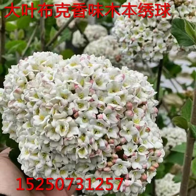 红蕾雪球大苗荚蒾 芳香雪球 大叶布克 带香味木绣球花苗包对版