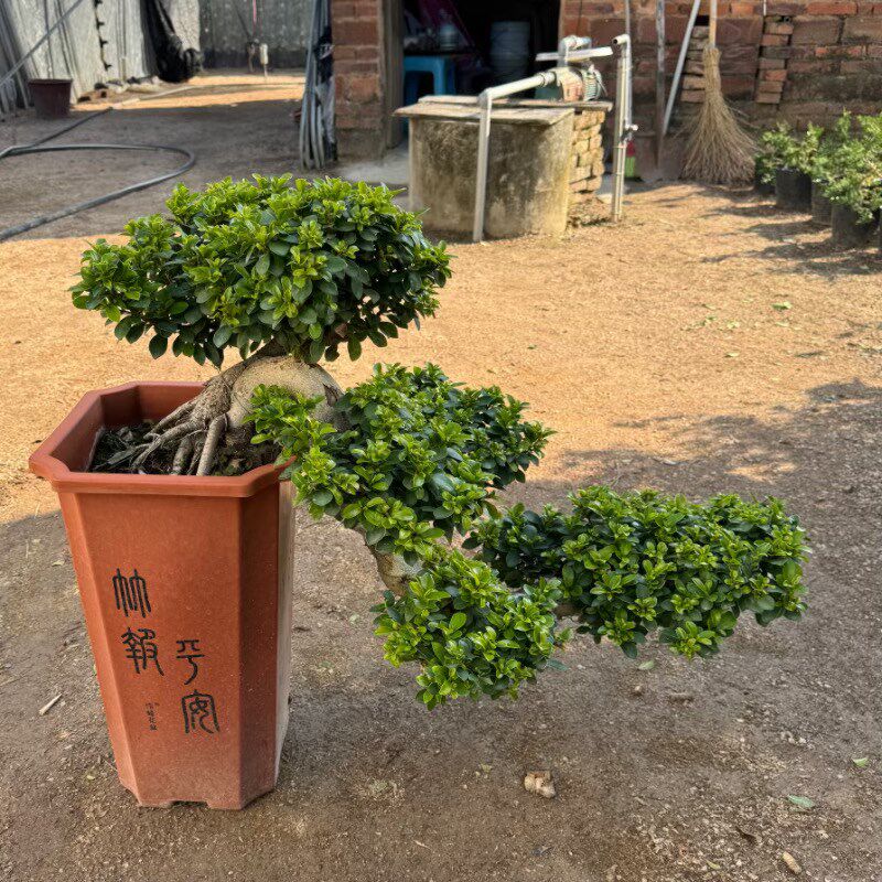 大型小叶榕树盆景树桩悬崖植物造型老桩室外院子阳台客厅绿植盆栽