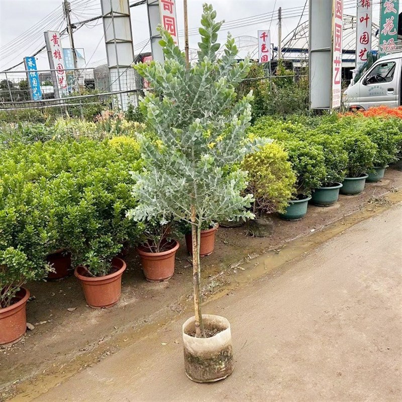 银叶金合欢盆栽树苗室外庭院阳台绿植澳洲品种观叶风景树公园绿化