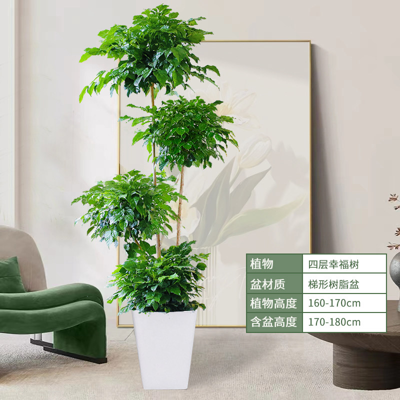 幸福树客厅盆栽绿植室内电视背景墙办公室大型绿宝新房好养活植物