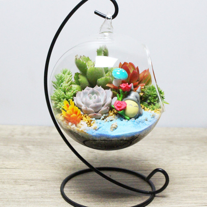 微景观  多肉组合  创意盆栽  DIY小植物   玻璃瓶肉肉 生日礼物