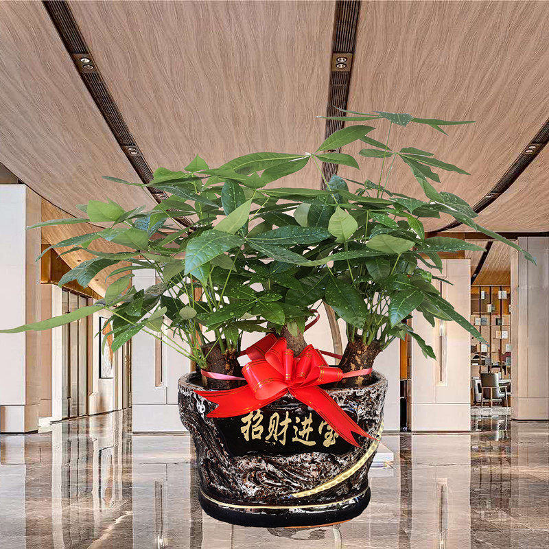 大型绿植盆栽开业送礼辫子发财树摇钱树绿萝散尾葵武汉同城速递