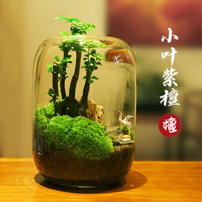紫檀榆树创意办公室桌面微景观生态瓶青苔鲜活绿植盆栽成品耐养