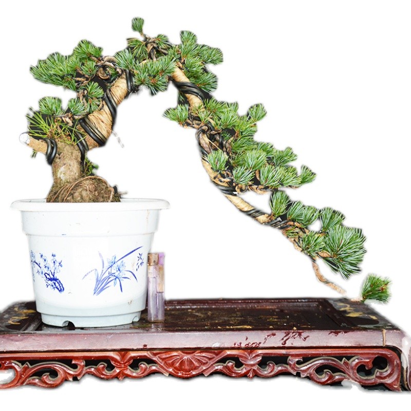 【苏亦家】 精品五针松盆景 提根树桩精品矮霸植物实物实拍带盆