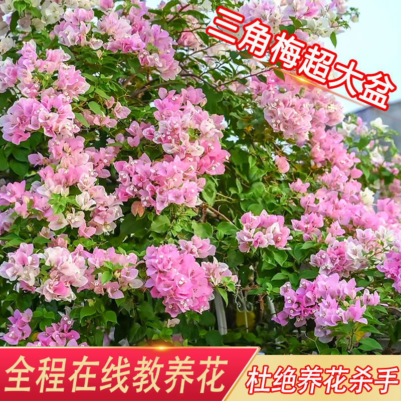 三角梅盆栽带花苞绿樱云南紫四季开花卉阳台庭院爬藤植物室外盆景