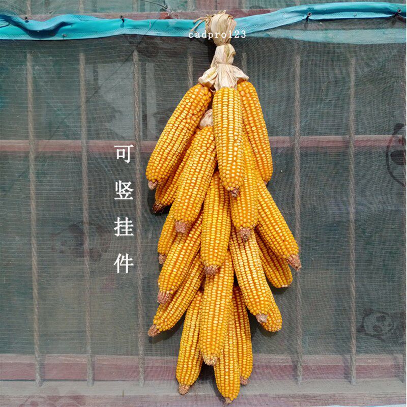 晒干玉米装饰真玉米串棒穗成串老干玉米摆件饭店景点干花装饰
