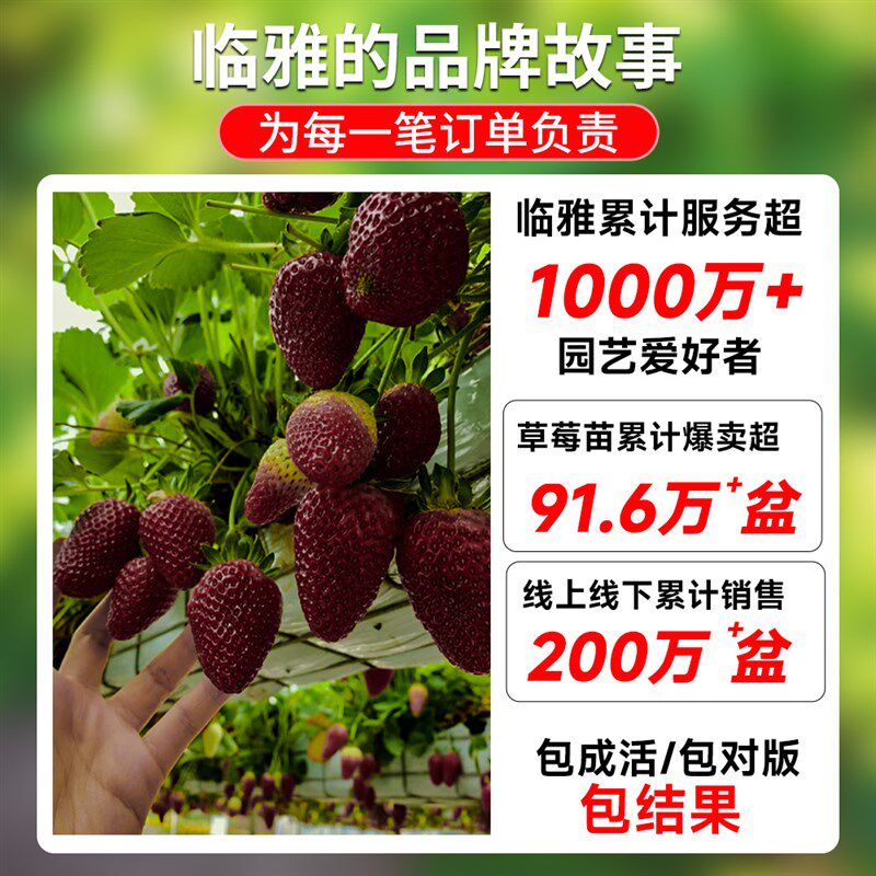 冬季黑珍珠草莓苗秧盆栽四季结果食用奶油草梅苗室内阳台植物绿植