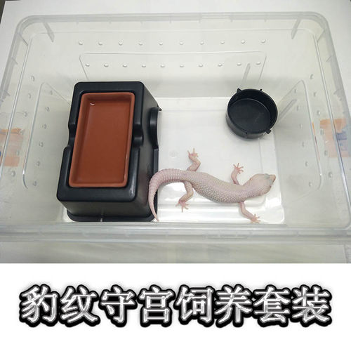 豹纹守宫新手饲养套餐