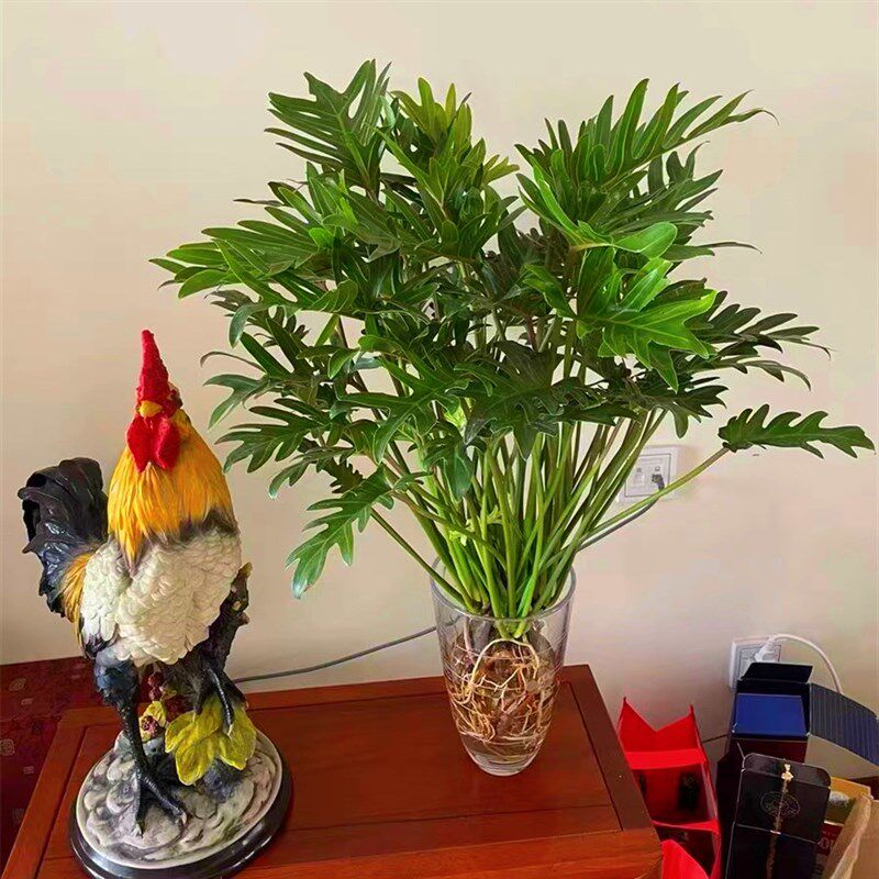 水培小天使室内桌面盆栽绿植四季常青吸甲醛净化空气春羽观叶植物