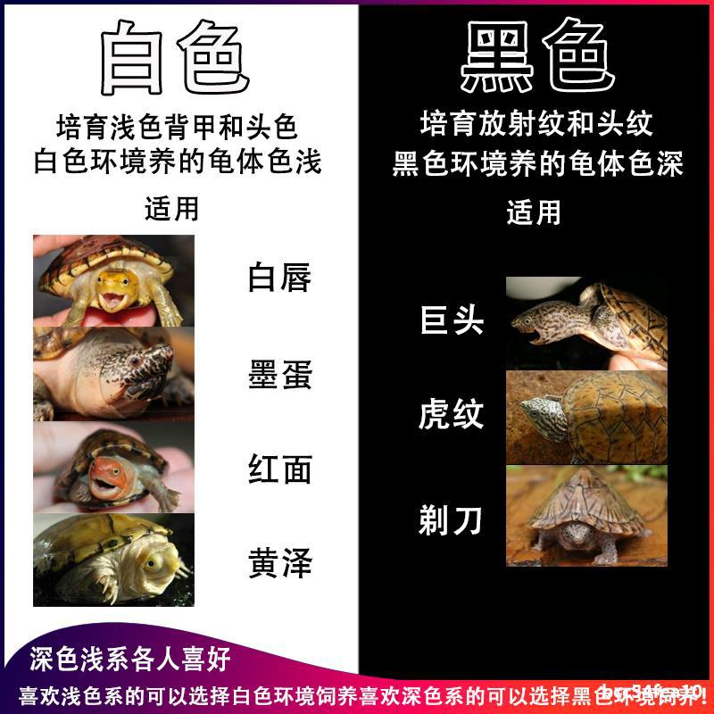 乌龟发色盒子黑带盖乌龟缸生态饲养鱼龟苗孵化隔离盒套缸分养鳄龟图片