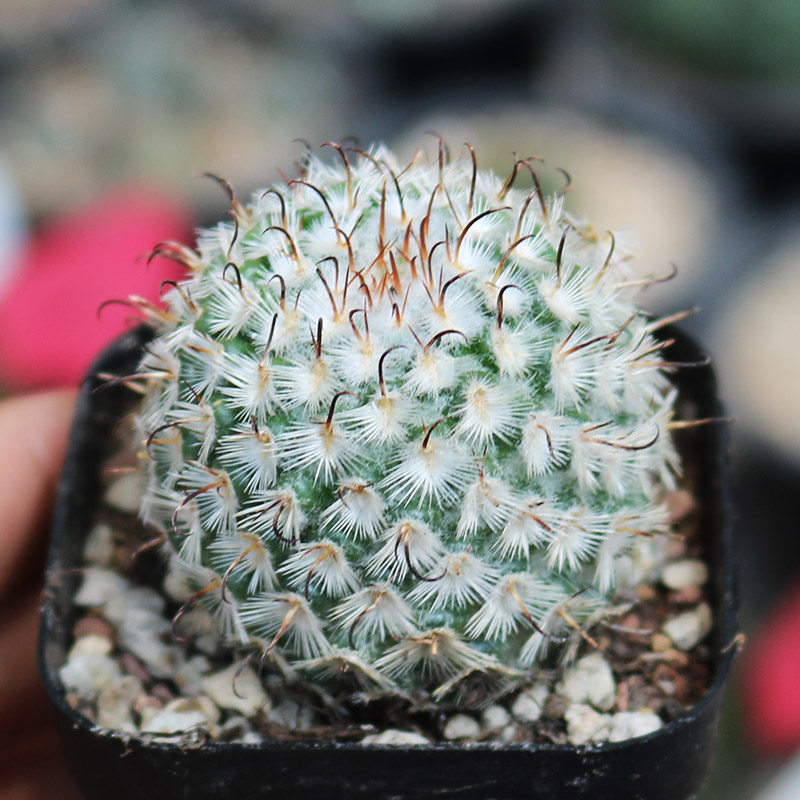 曲刺佩雷仙人球 稀有粉花勾刺乳突球属仙人掌多肉植物桌面防辐射
