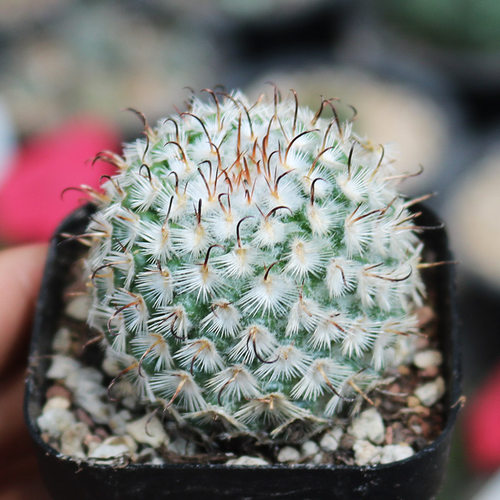曲刺佩雷仙人球 稀有粉花勾刺乳突球属仙人掌多肉植物桌面防辐射