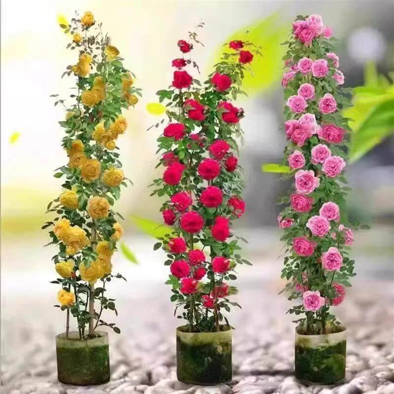 藤本月季花苗大花浓香花卉庭院耐寒花室内盆栽爬藤月季藤彩虹花苗
