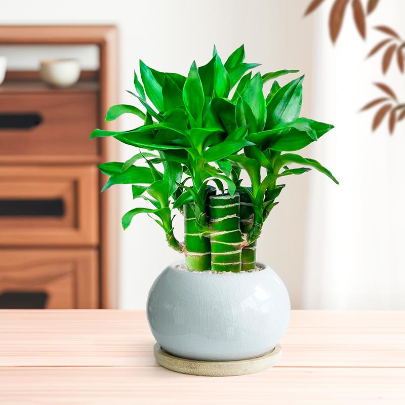 富贵竹小盆栽文昌竹办公室桌面绿植盆栽室内招财节节高室内好养活