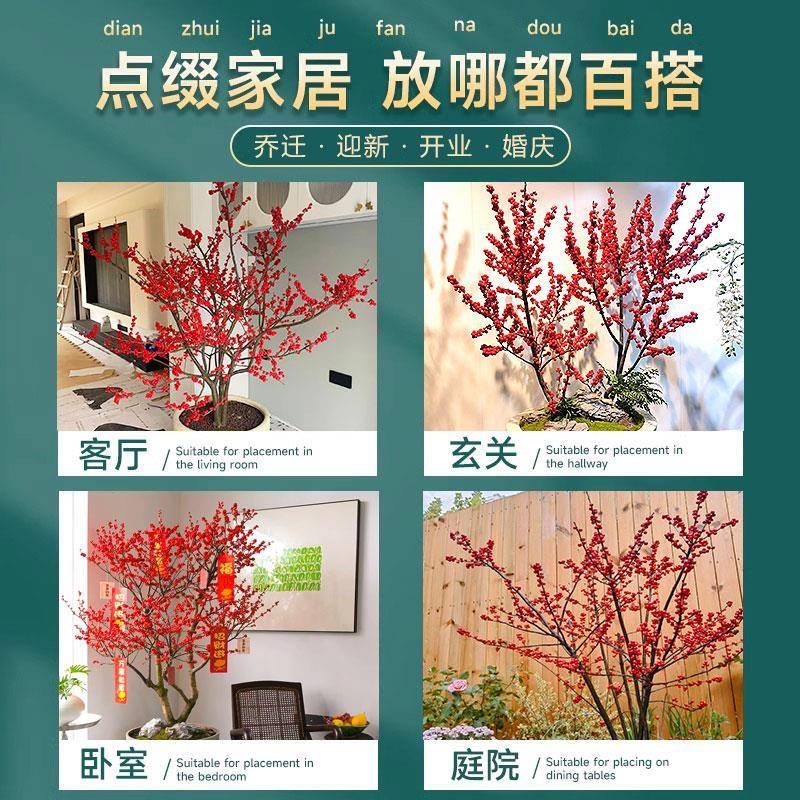 北美冬青盆栽树苗带果公树冬青红果真花红果子进口年宵花花卉雄株