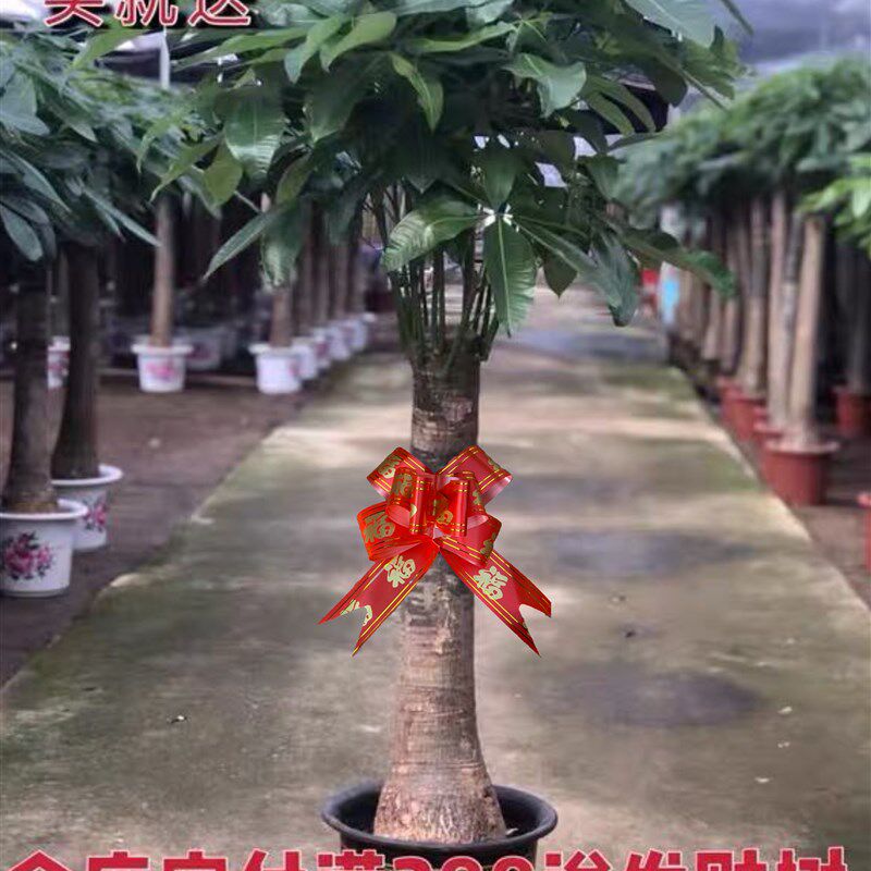 发财树辫子盆栽大型绿植吸甲醇客厅北欧净化空气室内办公阳台包邮