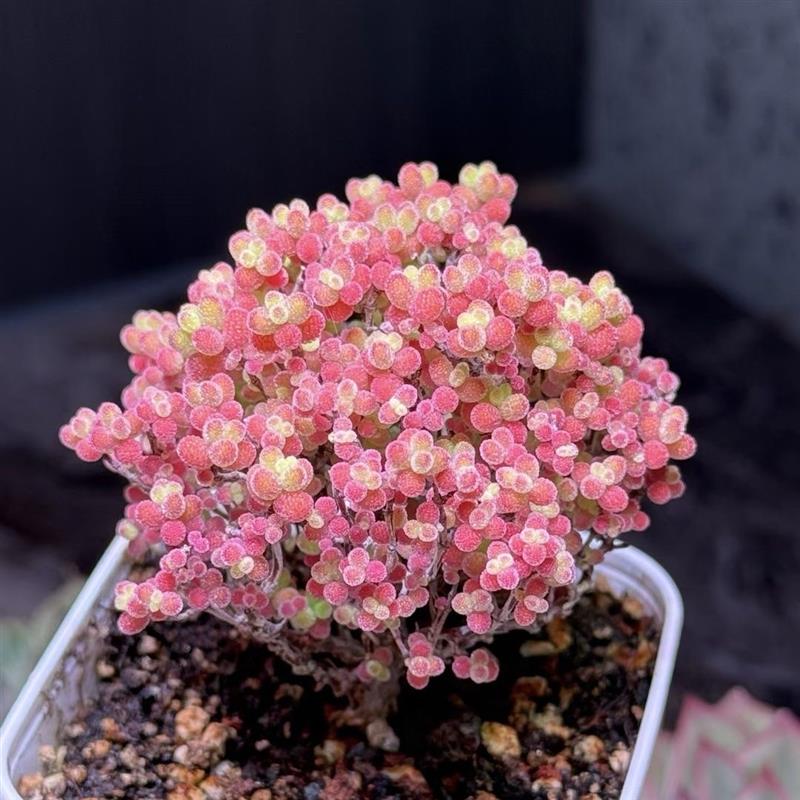 蜜橘糖球枝干番杏金桔肉肉植物办公室桌面可爱花卉小盆栽多肉植物
