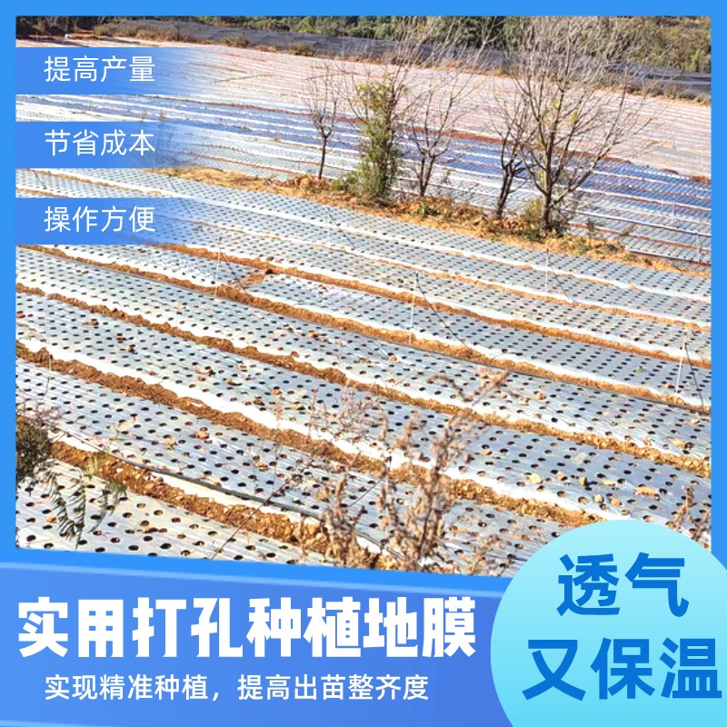 黑色塑料地膜薄膜农用圆孔大蒜种菜打孔果园羊肚菌全新料草莓除草