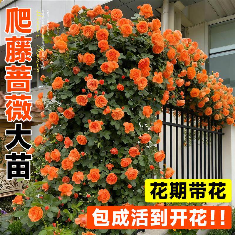蔷薇花苗爬藤庭院爬墙藤本月季老桩开花特大号玫瑰花盆栽四季鲜花