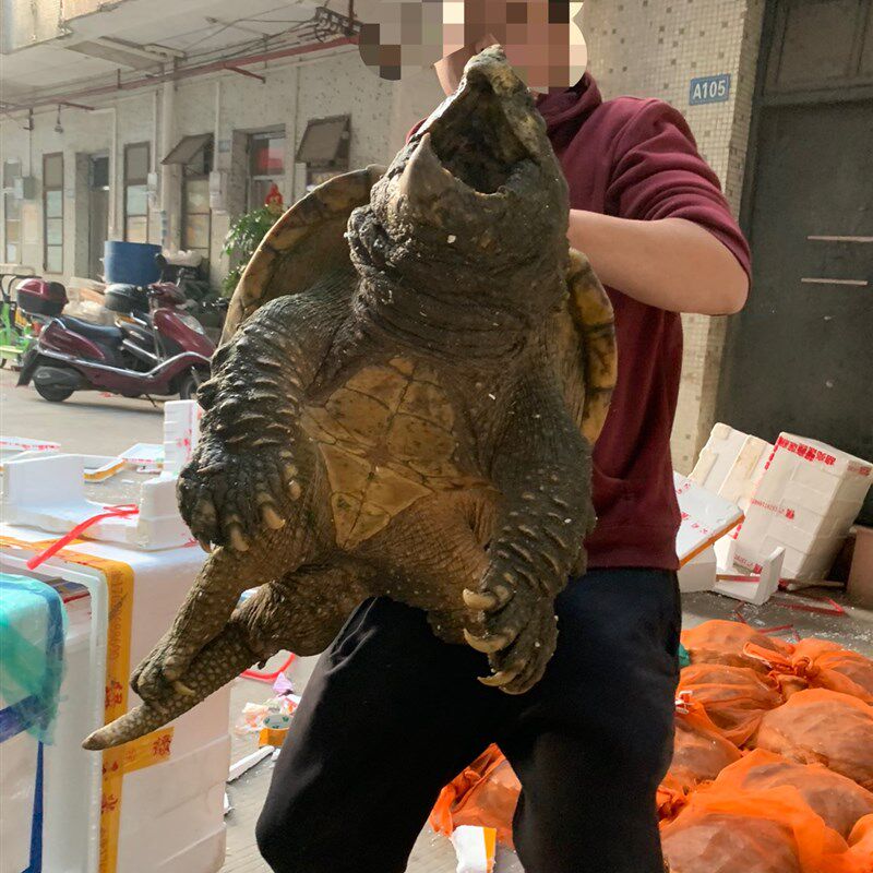 鳄鱼龟活物北美鳄鱼龟食用超大乌龟可养观赏宠物煲汤活物龟鳄鱼龟