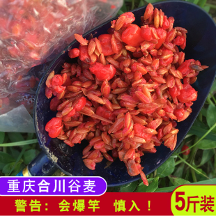 重庆合川逗钓谷麦窝料饵料鲤鱼草鱼鲫鱼自制打窝料五谷杂粮春夏季