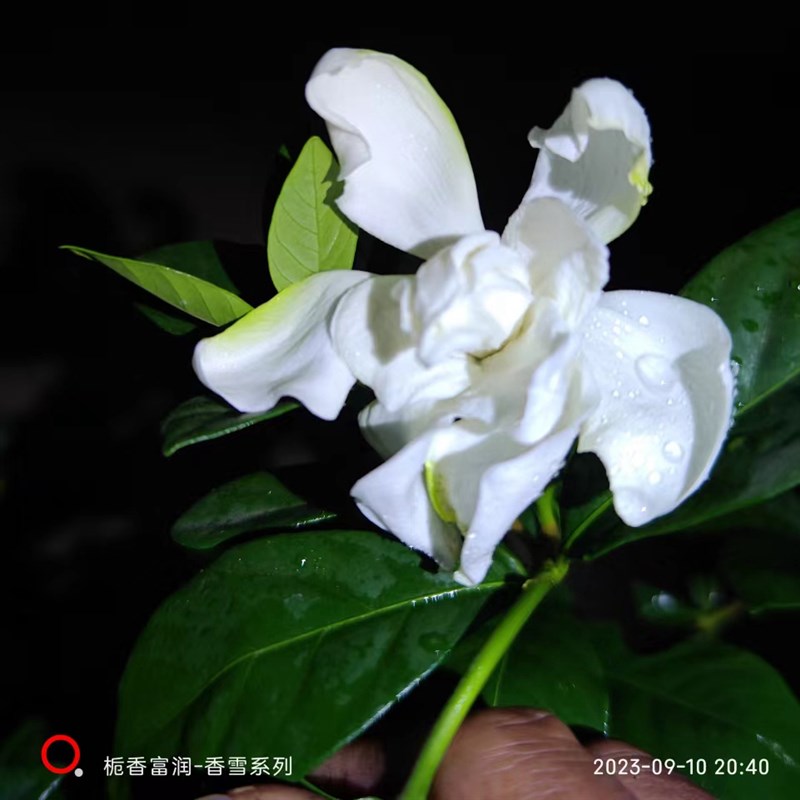 栀子花香雪五号重瓣盆栽花卉植物室内外庭院绿植浓香型大树苗好养