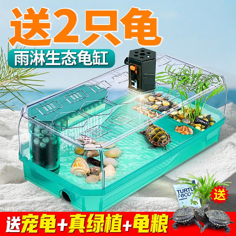 可孵化墨龟蛋小宠物乌龟活物乌龟蛋可孵化小乌龟蛋套装中华草龟蛋