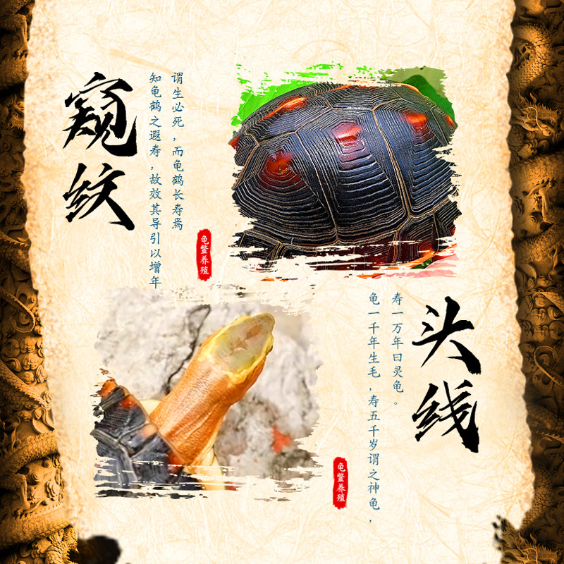 黄缘龟幼龟苗安缘台缘大陆缘浙源皖南龟金钱龟活体宠物招财龟乌龟