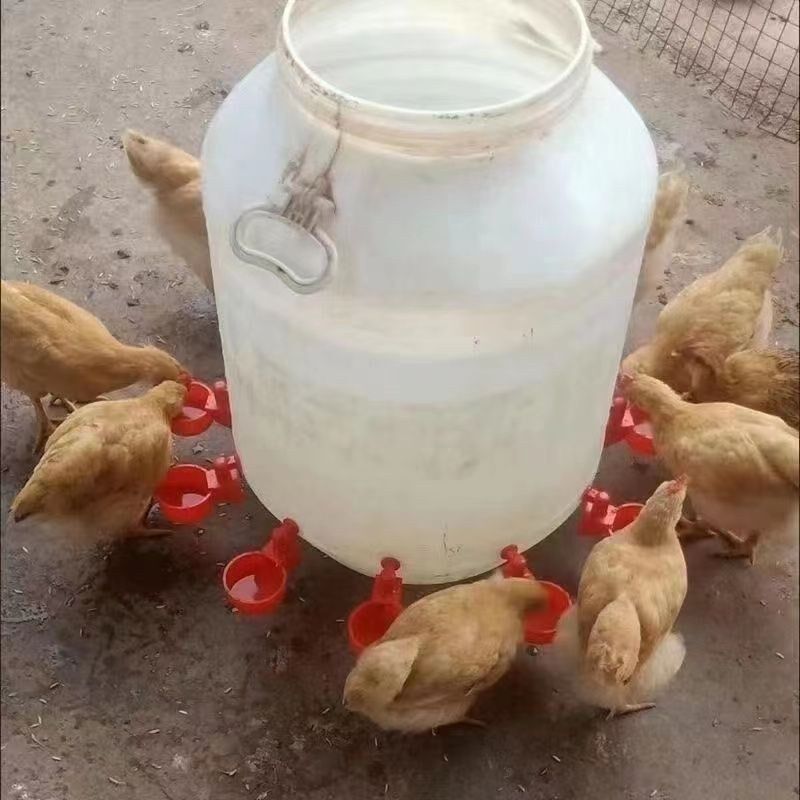 鸡鸭鹅家禽自动喂水器养殖专用水桶鸭鹅喂鸡自动饮水器鸽子饮水碗
