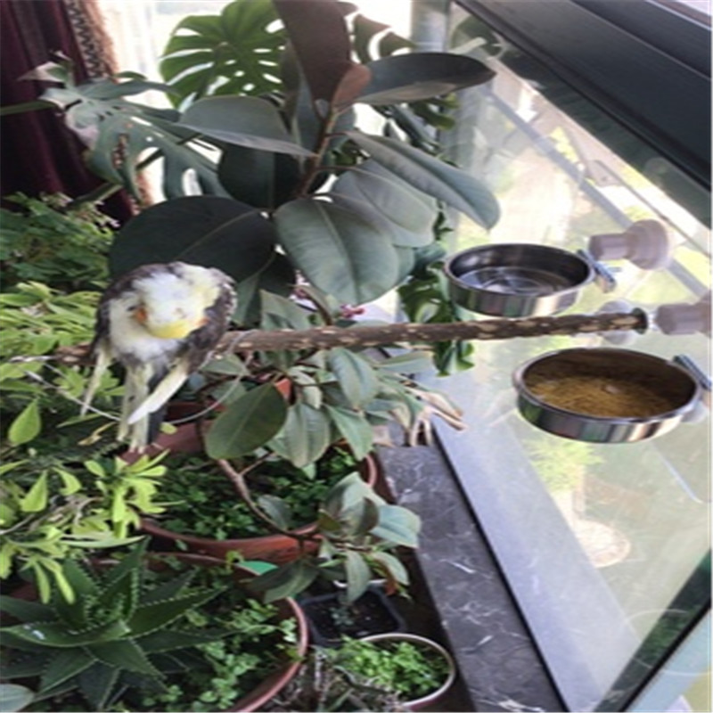 花椒木站架外出鹦鹉站架鹦鹉洗澡专用架子大型鹦鹉吸盘站架